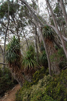 Richea pandanifolia in forest, Lake Saint Clair, Cradle Mountain NP, Tasmania