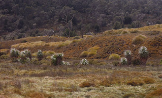 Richea pandanifolia, population along stream banks in open area, Cradle Mountain, Tasmania