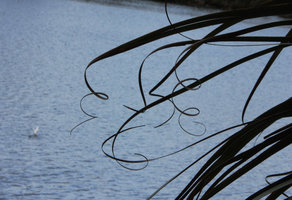 Richea pandanifolia, spirally coiled leaf apices, Lake Saint Clair, Cradle Mountain NP, Tasmania