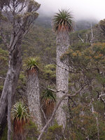 Richea pandanifolia, trunk coated by old marcescent leaves, Cradle Mountain, Tasmania