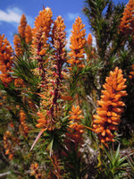 Richea scoparia, inflorescences with shed petal caps exposing the stamens, Cradle Mountain, Tasmania