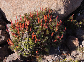 Richea scoparia, Mount Wellington, Tasmania