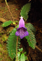 Ridleyandra morganii, flower close up, Cameron Highlands, Malaysia
