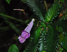 Ridleyandra morganii, flowers and young capsular fruit, Cameron Highlands, Malaysia