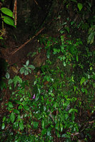 Ridleyandra morganii, mixed population of silver and plain green leaved individuals at the base of a vertical earth bank, Cameron Highlands, Malaysia
