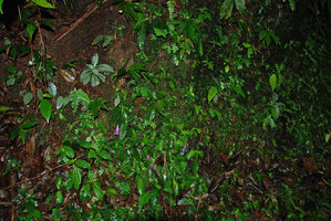 Ridleyandra morganii, mixed population of silver and plain green leaved individuals on a vertical earth bank, Cameron Highlands, Malaysia