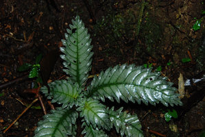 Ridleyandra morganii, silver leaved individual, detail of the dentate blade, Cameron Highlands, Malaysia