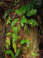 Ridleyandra cf. porphyrantha, adult flowering individuals on vertical bare rock surface, Kenyir Lake, Malaysia