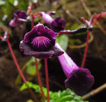 Ridleyandra cf. porphyrantha, dark purple velvety mouth of corolla and light purple guide lines in the throat, Kenyir Lake, Malaysia