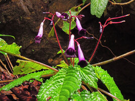 Ridleyandra cf. porphyrantha, inflorescence, Kenyir Lake, Malaysia