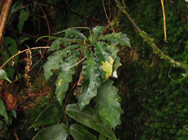 Ridleyandra quercifolia, incised and undulate leaf margins, Bukit Larut, Perak, Malaysia