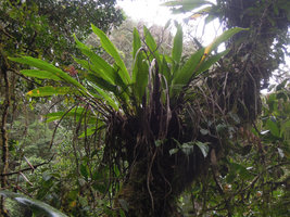 Riedelia cf geluensis, basket epiphyte, many simultaneously alive oblique stems collecting humus, 2000 m asl, Tari, Hela, Papua New Guinea