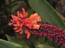 Riedelia cf geluensis, bright orange flowers and carmine maturing fleshy capsular fruits, Rondon Ridge, 2000 m asl, Mount Hagen, Papua New Guinea