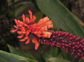 Riedelia cf geluensis, flowers and developing fruits, Rondon Ridge, 2000 m asl, Mount Hagen, Papua New Guinea