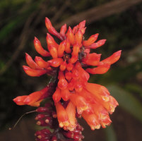 Riedelia cf geluensis, flowers, Rondon Ridge, 2000 m asl, Mount Hagen, Papua New Guinea