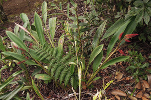 Riedelia cf geluensis installed in soil, Rondon Ridge, 2000 m asl, Mount Hagen, Papua New Guinea