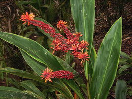 Riedelia cf geluensis, orange flowers and carmine maturing fleshy capsular fruits, Rondon Ridge, 2000 m asl, Mount Hagen, Papua New Guinea
