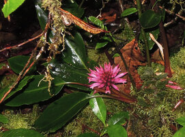 Riedelia cf microbotrya, a small terrestrial species of mossy forest, Tari, 2800 m asl, Papua New Guine