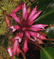Riedelia cf microbotrya, flowers,Tari, 2800 m asl, Papua New Guine