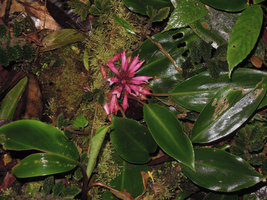 Riedelia cf microbotrya, flowers very similar in shape, size and colour to the Orchid Dendrobium caliculimentum from the same area,Tari, 2800 m asl, Papua new Guinea