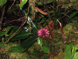 Riedelia cf microbotrya in its mossy habitat,Tari, 2800 m asl, Papua New Guinea