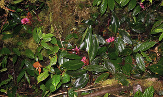 Riedelia cf microbotrya, terrestrial in mossy forest habitat, Tari, 2800 m asl, Papua New Guine