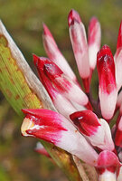 Riedelia cf. montana, downward oriented yellow thecae of the anther emerging under the hooded upper petal, Anggi Lakes, 2300 m asl, Arfak Mts, West Papua