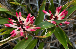 Riedelia cf. montana flowering in upland savanna, Anggi Lakes, 2300 m asl, Arfak Mts, West Papua