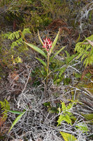 Riedelia cf. montana, one flowering stem in upland savanna, Anggi Lakes, 2300 m asl, Arfak Mts, West Papua