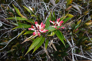 Riedelia cf. montana, two flowering stems with grass like leaves, Anggi Lakes, 2300 m asl, Arfak Mts, West Papua