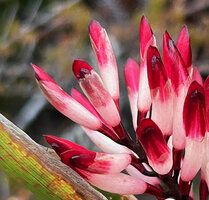 Riedelia cf. montana, white transluscent tubular calyx with three lobes, Anggi Lakes, 2300 m asl, Arfak Mts, West Papua