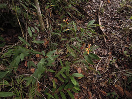 Riedelia cf suborbicularis, clonal population, Rondon Ridge, 2200 m asl, Mount Hagen, Papua New Guinea