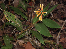 Riedelia cf suborbicularis, flowering stem, Rondon Ridge, 2200 m asl, Mount Hagen, Papua New Guinea