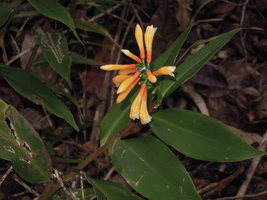 Riedelia cf suborbicularis, flowers, Rondon Ridge, 2200 m asl, Mount Hagen, Papua New Guinea