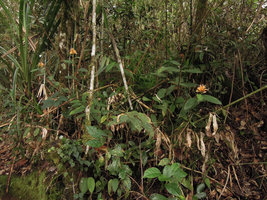 Riedelia cf suborbicularis in forest understory habitat, Rondon Ridge, 2200 m asl, Mount Hagen, Papua New Guinea