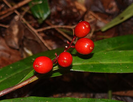 Riedelia exalata, bright red shiny mature capsules, Anggi lakes, 2000 m asl, Arfak Mts, West Papua