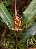 Riedelia exalata, inflorescence emerging from the two large protecting bracts, Anggi lakes, 2000 m asl, Arfak Mts, West Papua