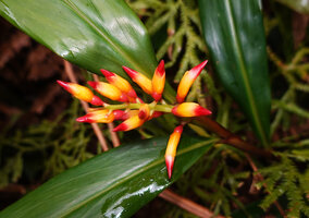 Riedelia exalata, inflorscence, Anggi lakes, 2000 m asl, Arfak Mts, West Papua