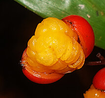 Riedelia exalata, open capsule exposing the seeds embedded in their orange arilla, most probably swallowed and dispersed by birds, Anggi lakes, 2000 m asl, Arfak Mts, West Papua