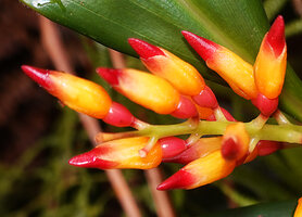 Riedelia exalata, pink ovary, yellow toothed calyx and pink corolla, Anggi lakes, 2000 m asl, Arfak Mts, West Papua