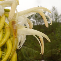 Riedelia lanata, corolla , stamen and pistil, Anggi Lakes, 2000 m asl, Arfak Mts, West Papua