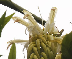 Riedelia lanata, flowers in backlit view, bifid labellum, Anggi Lakes, 2000 m asl, Arfak Mts, West Papua