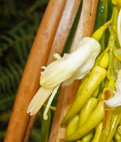 Riedelia lanata, flower with peduncle, pyriform ovary, short calyx, corolla lobes, long emerging anther thecae andpistil, Anggi Lakes, 2000 m asl, Arfak Mts, West Papua