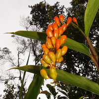 Riedelia lanata, hanging infructescence and erect orange fruits, Anggi Lakes, 2000 m asl, Arfak Mts, West Papua