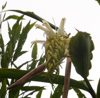 Riedelia lanata, inflorescence with flowers in backlit view, Anggi Lakes, 2000 m asl, Arfak Mts, West Papua