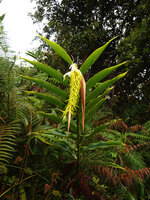 Riedelia lanata, pendant nodding inflorescence previously protected by the two long brown bracts, Anggi Lakes, 2000 m asl, Arfak Mts, West Papua