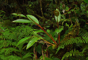 Riedelia sp., a small epiphytic species with long pseudo petioles, Tari, 2000 m asl, Hela, Papua New Guinea