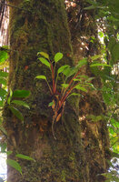 Riedelia sp., a small epiphytic species with very long petioles, Tari, 2000 m asl, Hela, Papua New Guinea
