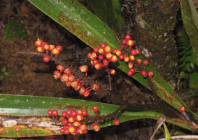 Riedelia sp, dehiscent fruits exposing the yellow seeds, Rondon Ridge, 2000 m asl, Mount Hagen, Papua New Guinea