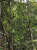 Riedelia sp, epiphytic in lowlands, Karawari, Sepik, Papua New Guinea